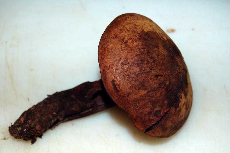 Boletus da determinare.